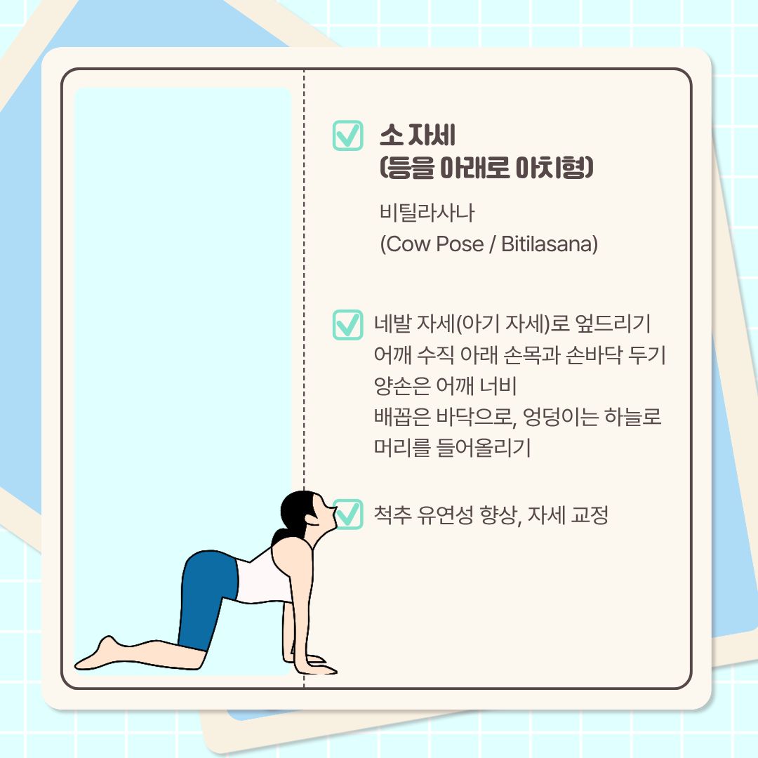  다음 자세는 ‘등을 아래로 아치형’인 ‘소 자세’입니다. 인도어로는 ‘비틸라사나’라고 합니다. 아기 자세라고 하는 네발 기기 자세로 엎드립니다. 어깨의 수직 아래에 손목과 손바닥을 두고, 양손은 어깨너비로 벌립니다. 배꼽은 바닥으로 엉덩이는 하늘로 두고, 머리를 들어 올립니다. 허리가 너무 과신전 되지 않도록 주의하시길 바랍니다. 이 스트레칭은 척추의 유연성을 향상하고, 자세를 교정하는 데 도움이 됩니다.