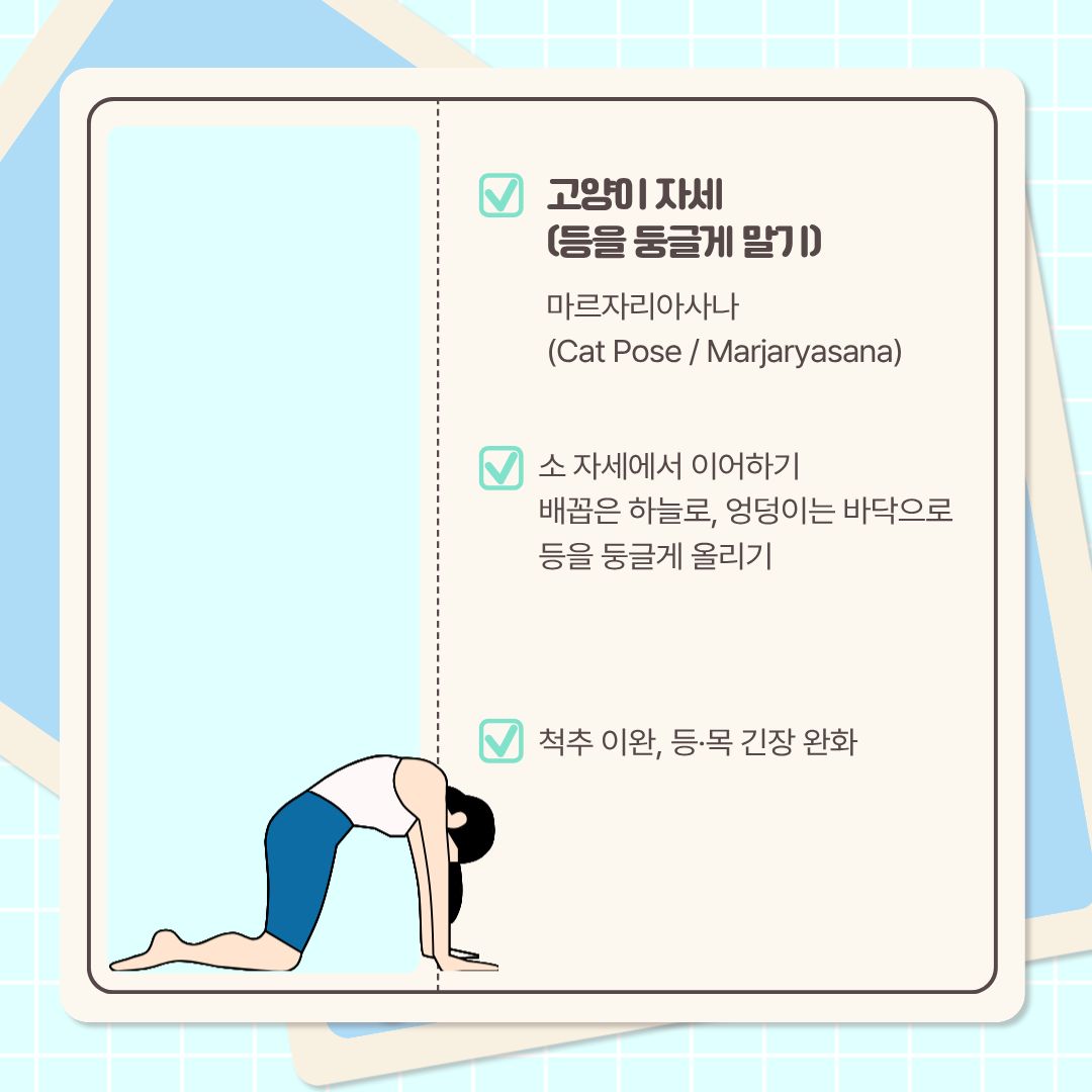  다음은 소 자세의 반대인 ‘등을 둥글게 말기’인, ‘고양이 자세’입니다. 인도어로 ‘마르자리아사나’입니다. 소 자세에 이어서 하면 됩니다. 다만, 배꼽은 하늘로 엉덩이는 바닥으로 두어, 등을 둥글게 올리도록 합니다. 이 자세는 척추 이완과, 등, 목의 긴장도 완화하는 데 도움이 됩니다.