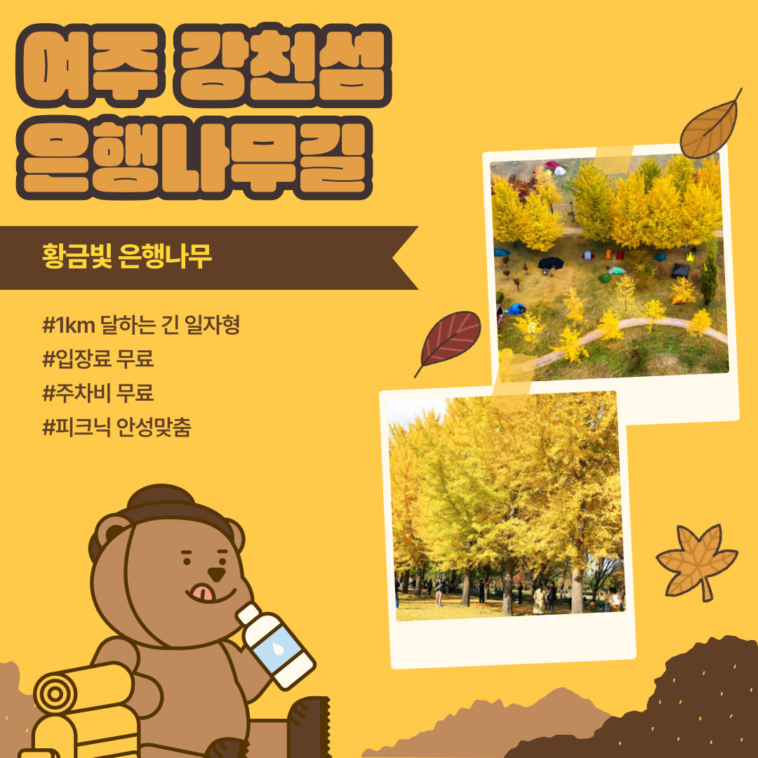 여주 강천섬 은행나무길