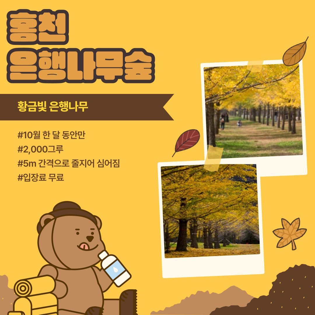 홍천 은행나무숲