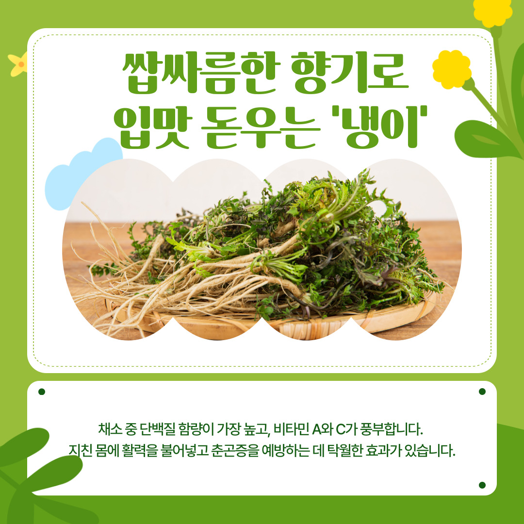 봄철 식탁을 가장 먼저 채우는 것은 특유의 쌉싸름한 향기로 입맛을 돋우는 봄나물들입니다. 대표적으로 '냉이'는 채소 중에서 단백질 함량이 독보적으로 높을 뿐만 아니라, 비타민 A와 C가 풍부하여 지친 몸에 활력을 불어넣고 봄철 불청객인 춘곤증을 예방하는 데 탁월한 효과가 있습니다. 된장찌개에 듬뿍 넣어 끓이면 그 향긋함이 배가 됩니다. 