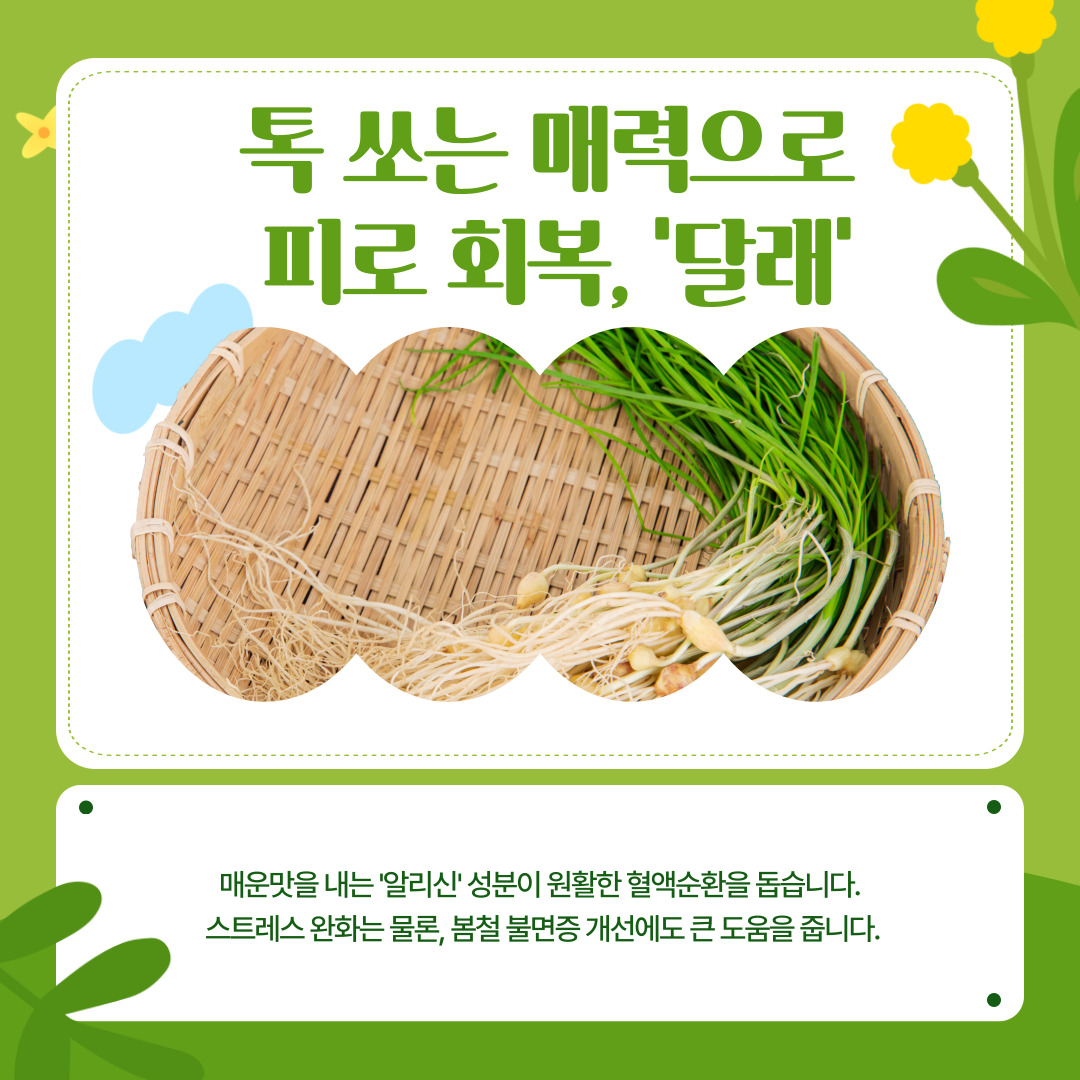  톡 쏘는 매운맛이 매력적인 '달래'는 마늘과 비슷한 '알리신' 성분을 함유하고 있어 원활한 혈액순환을 돕습니다. 이는 학업과 취업 스트레스에 시달리는 청년들의 긴장을 완화하고 봄철 불면증을 개선하는 데 큰 도움을 줍니다.