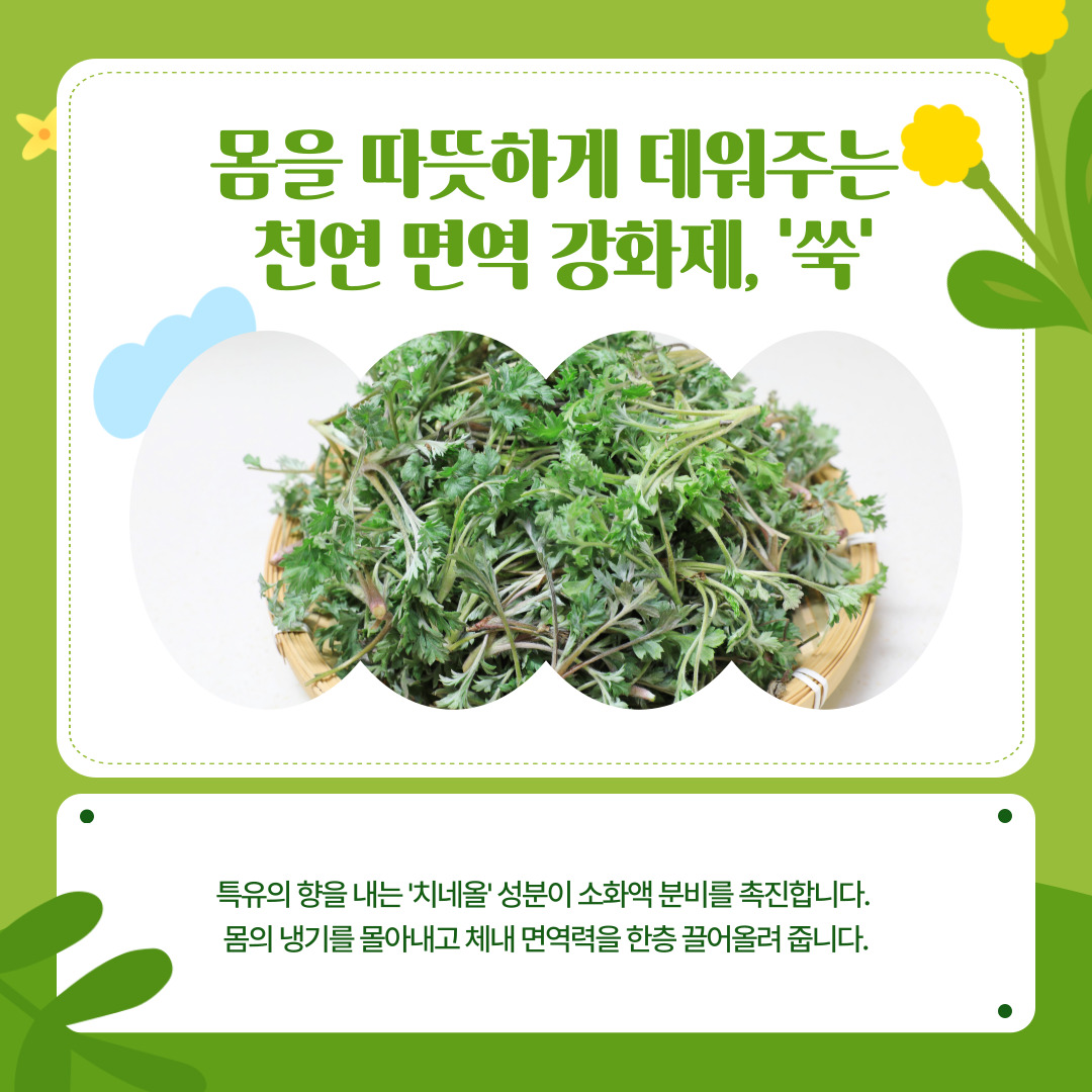 또한, 천연 면역 강화제로 불리는 '쑥'은 특유의 향을 내는 '치네올' 성분이 소화액 분비를 촉진합니다. 평소 소화 불량을 자주 겪거나 수족냉증으로 고생하는 사람들의 몸을 따뜻하게 데워주고 체내 면역력을 한층 끌어올려 줍니다.