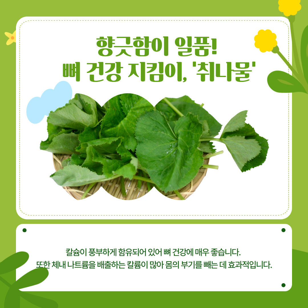 마지막으로 향긋함이 일품인 '취나물'은 뼈 건강을 지키는 칼슘이 풍부하며, 특히 체내의 불필요한 나트륨을 배출시키는 칼륨이 다량 함유되어 있습니다. 이는 맵고 짠 야식에 익숙해져 아침마다 몸의 부기를 호소하는 학생들에게 강력히 추천하는 식재료입니다.