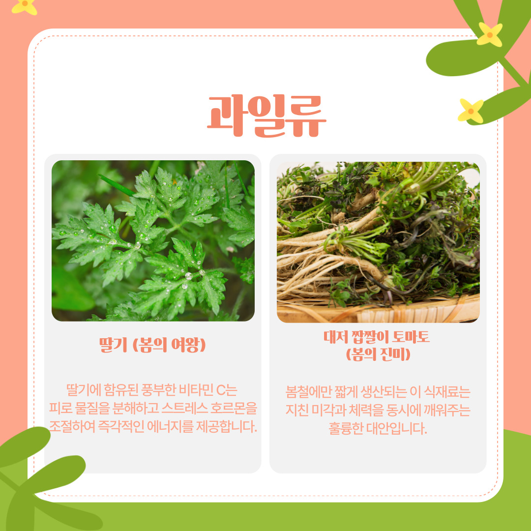 식후의 나른함을 달래줄 과일류로는 단연 봄의 여왕 '딸기'와 봄의 진미 '대저 짭짤이 토마토'가 있습니다. 딸기에 함유된 풍부한 비타민 C는 체내의 활성산소와 피로 물질을 빠르게 분해하고 스트레스 호르몬을 조절하여 즉각적인 에너지를 제공합니다. 봄철 특정 지역에서만 짧게 생산되는 대저 짭짤이 토마토는 일반 토마토보다 육질이 단단하고 단맛, 짠맛, 신맛이 조화롭게 어우러져 봄철 잃어버린 미각을 단숨에 깨워주는 훌륭한 대안입니다.