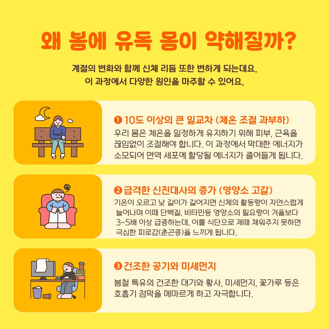 봄에 몸이 약한 이유 우리가 봄마다 겪는 피로감은 단순한 기분 탓이나 게으름이 아니라, 과학적인 신체 변화에 기인합니다. 취재 결과, 세 가지 명확한 원인이 있었습니다. 첫째, '10도 이상의 큰 일교차'입니다. 우리 몸은 체온을 1도만 유지하려 해도 막대한 에너지를 소모하는데, 일교차가 커지면 피부와 근육이 과부하에 걸려 정작 면역 세포에 할당될 에너지가 고갈됩니다. 둘째, '급격한 신진대사의 증가'입니다. 낮이 길어지고 활동량이 자연스레 늘어나면서 우리 몸은 겨울보다 3~5배 이상의 단백질과 비타민을 요구하게 됩니다. 이를 학식이나 컵라면 등 부실한 식단으로 채우지 못하면 극심한 춘곤증이 찾아옵니다. 셋째, 봄철 불청객인 '건조한 공기와 미세먼지'가 호흡기 점막을 자극하여 신체 전반의 컨디션을 지속적으로 떨어뜨리기 때문입니다.