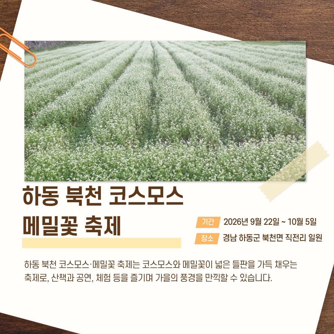 하동 북천 코스모스 메밀꽃 축제